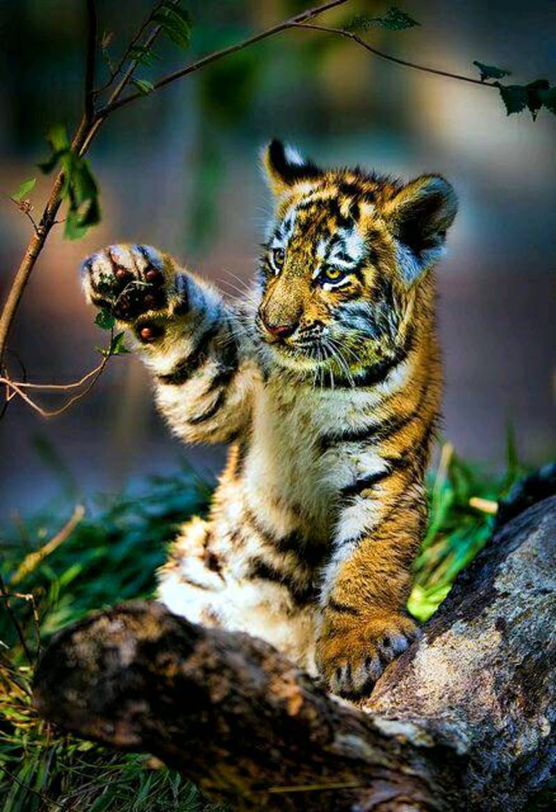 Tigre de Sib rie caract ristiques habitat et population